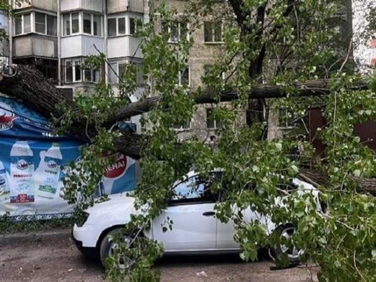 В Ростове выясняют причины обрушения дерева на Содружества