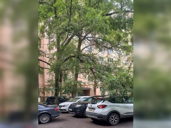 В Ростове на Содружества может упасть еще один аварийный тополь