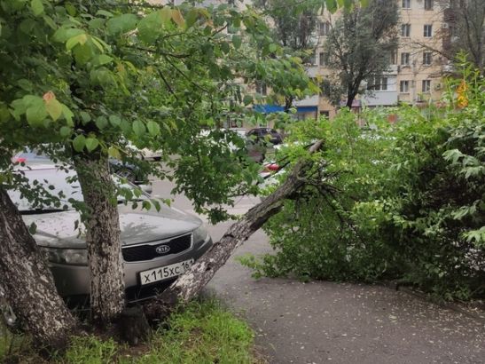 В Ростове упавшее на Ленина дерево мешает проезду транспорта