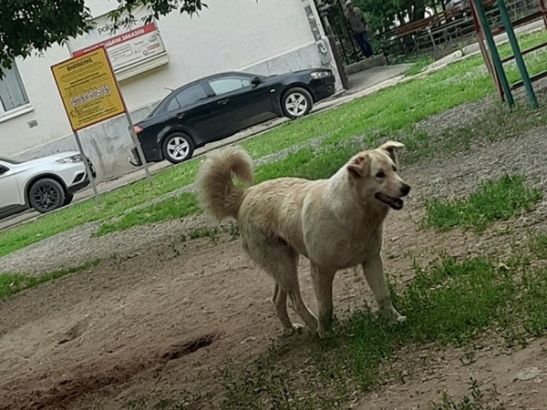 Бездомные собаки в городе проект