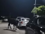 В Батайске сбежавший бык повредил несколько автомобилей