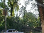 В Ростове на Оганова упало очередное дерево