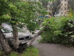 В Ростове упавшее на Ленина дерево мешает проезду транспорта