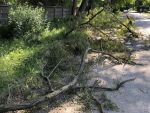 В Ростове в Железнодорожном районе еще одно дерево перегородило проезд водителям