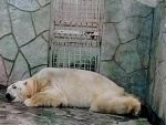 В Ростовском зоопарке ответили на жалобы о «болезненном» виде белого медведя