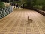 В Ростове жители Суворовского заметили  во дворе дома зайца