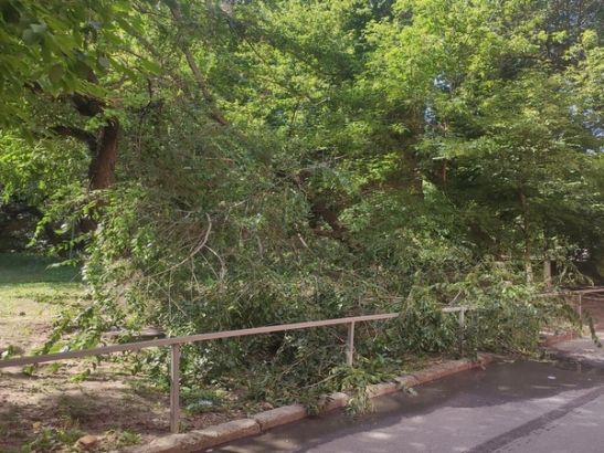 В Ростове упавшее посреди дороги дерево на Погодина мешает проезду машин