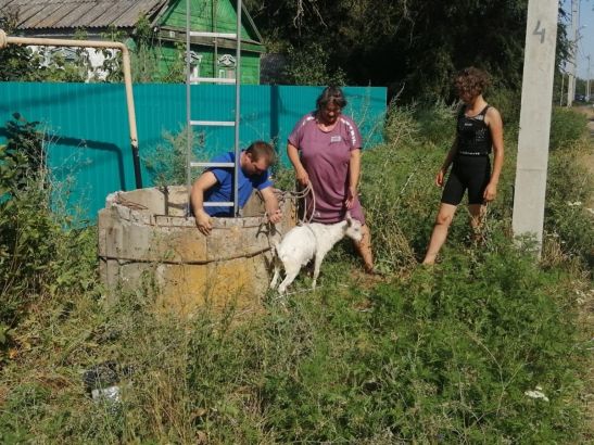 В Ростовской области спасли козленка, упавшего в глубокий колодец