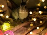 Тысячи ростовчан останутся без электричества 7 июля