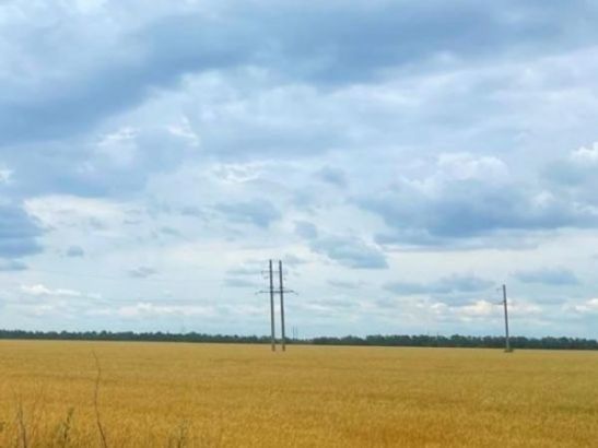 В Ростовской области зафиксировали засуху на пропашных культурах