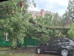 В Батайске обломившаяся ветка повредила провода и автомобиль
