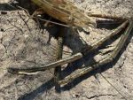 Под Ростовом выловили креветок с аномально большими клешнями