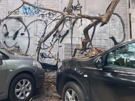 В Ростове на Семашко спилили дерево, упавшее на припаркованные автомобили