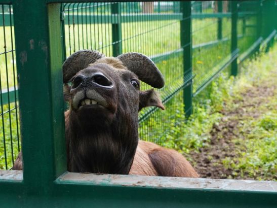 Ростовский зоопарк ищет подрядчика для вывоза навоза