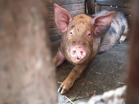Из-за африканской чумы свиней в Зерноградском районе ввели карантин
