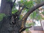 В центре Ростова аварийное дерево рискует упасть на головы пешеходам