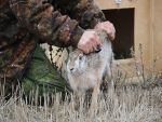 В Ростовской области c 21 октября начался сезон охоты на зайца-русака