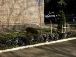 В центре Ростова снова заметили дикого кабана