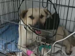 Батайские волонтеры показали, в каком состоянии находится собака, проткнутая прутом