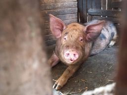 Под Ростовом обнаружен очаг африканской чумы свиней