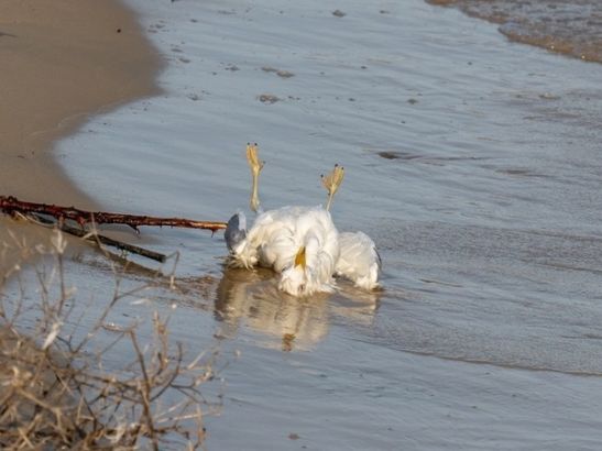 На пляже Цимлянского водохранилища обнаружили десятки мертвых птиц