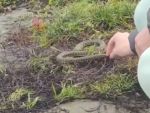 В Таганроге из-за сгона воды на берег выбросило десятки змей