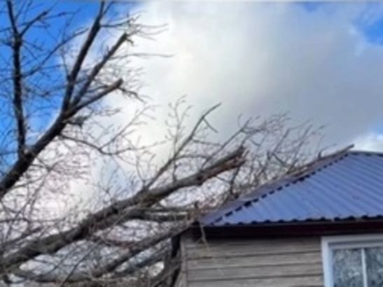 В Ростовской области тополь повредил крышу частного дома