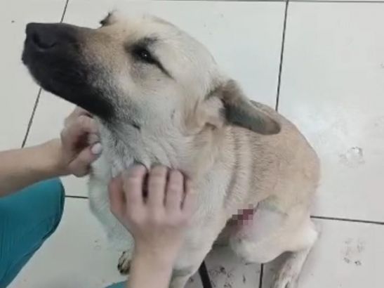 Ветеринары вылечили пса, проткнутого прутом в Батайске