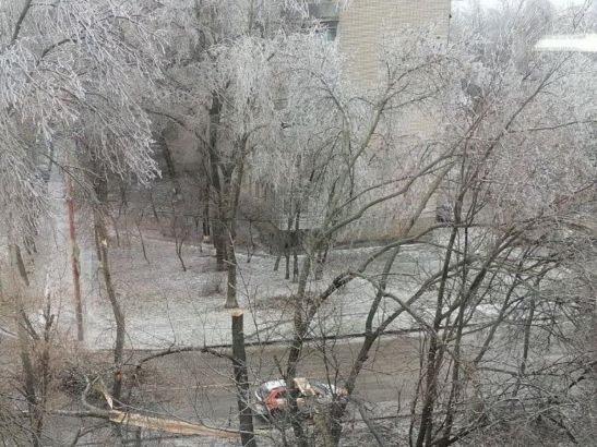 На Туполева в Ростове упавшее дерево перегородило дорогу
