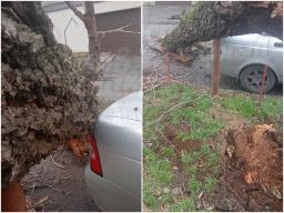 В Нахичевани дерево упало в паре сантиметров от машины