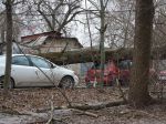 В Ростове упавшее на Ленина дерево придавило припаркованное авто