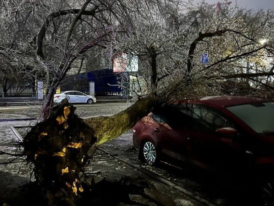В Ростове возле ЦГБ обледеневшее дерево упало на припаркованную иномарку