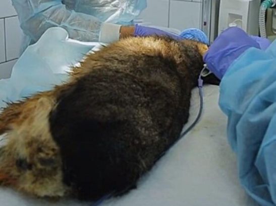 В Ростовской области ветеринары поставили имплант 18-килограммовому грызуну
