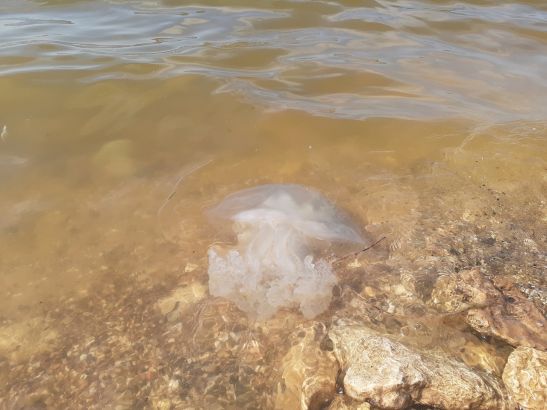 В Азовском море из-за морозов погибла популяция жалящей медузы