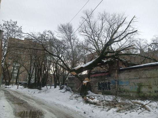 В Ростове дерево рухнуло на забор университета