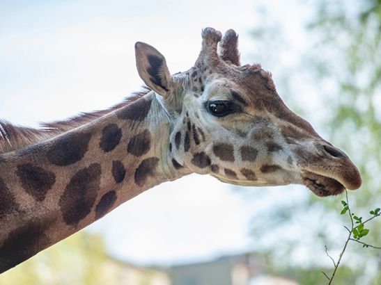 В зоопарке Ростова умерла 29-летняя жирафиха Εлизapa