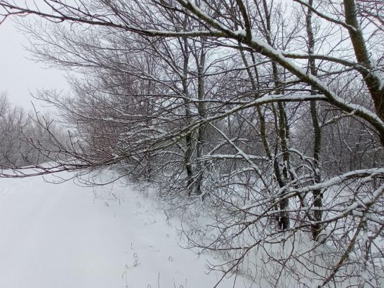 Мороз и снег ожидаются в Ростове на выходных