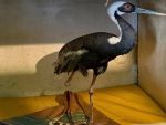 В Южном парке «Малинки» появится краснокнижный даурский журавль без одной ноги