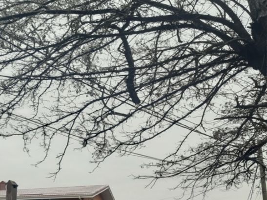 В Ростове в переулке Искрянском сломанные ветви дерева повисли над головами пешеходов