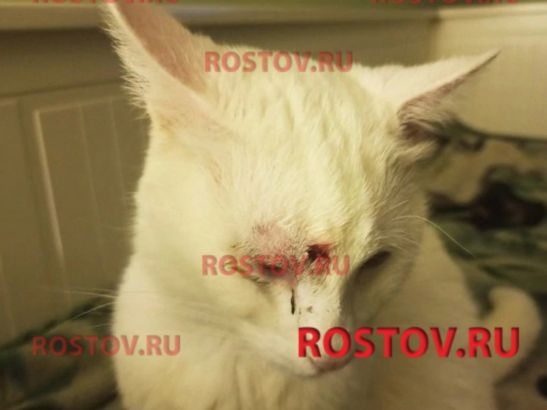 В Батайске неизвестный расстрелял кота из пневматического оружия