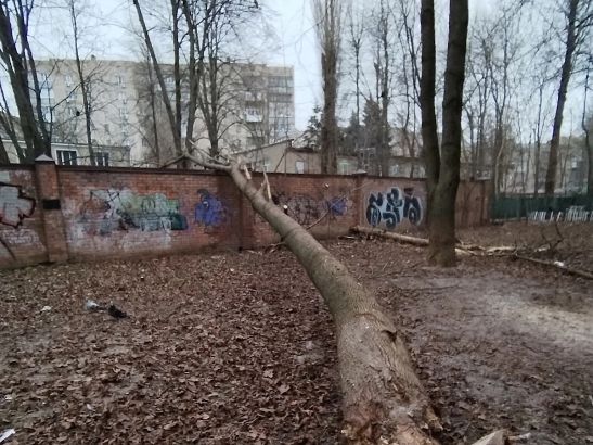 Ростовчане пожаловались на неубранные ветки около детского сада