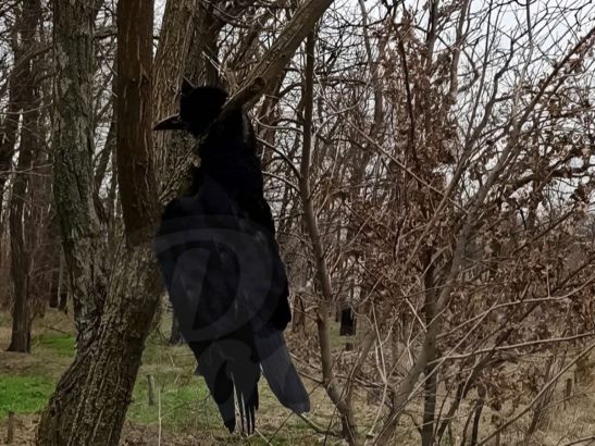 В Ростове у Цыганского озера неизвестные повесили на деревья мертвых воронов