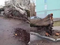 На Западном в Ростове упало огромное дерево
