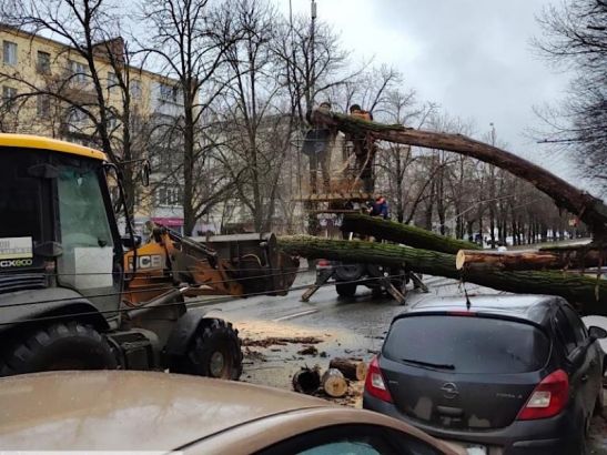 В Ростове на улице Ленина убрали огромный тополь, перегородивший дорогу