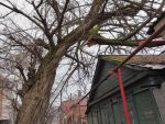 В Ростове огромное дерево повисло над жилым домом на Трудящихся