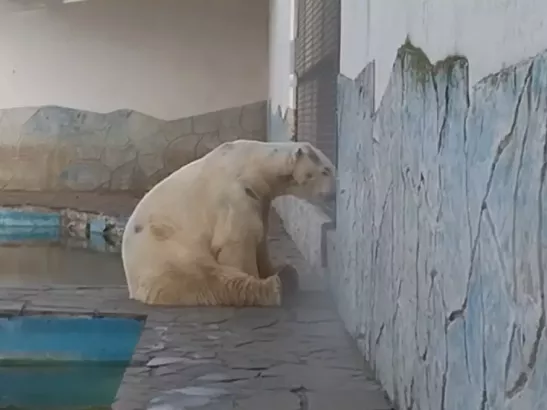 Жители Ростова обеспокоены самочувствием белого медведя в зоопарке