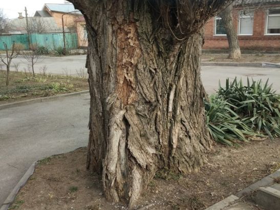 Жители Ростова просят спилить аварийное дерево на Курганной