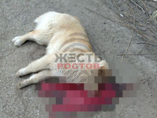 В Азовском районе неизвестные отравили пса