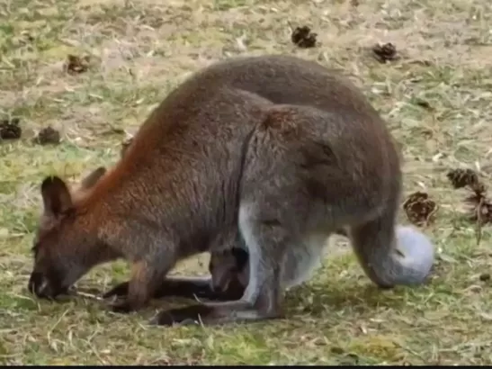 В Ростовском зоопарке родился детеныш кенгуру