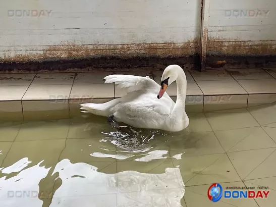 В Ростовской области ветеринары спасли жизнь раненому лебедю